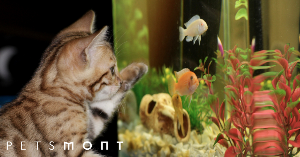 Pet Fish Types: Which Fish Should I Add to My Tank?