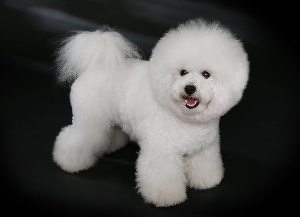 Bichon Frise Dog: Everything You Need to Know
