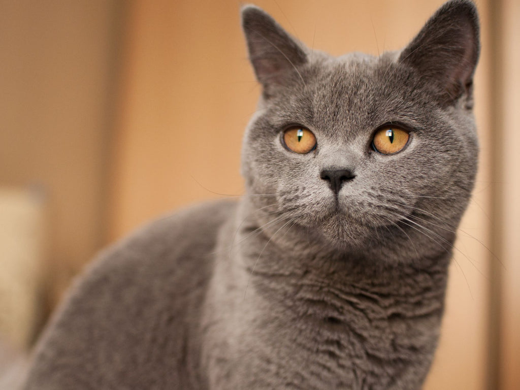 English Shorthair Cat: Get to Know the Breed
