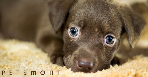Process of Animal Shelter Adoption