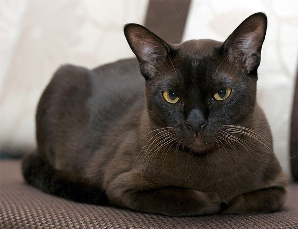 Everything You Need to Know About the Black Burmese Cat