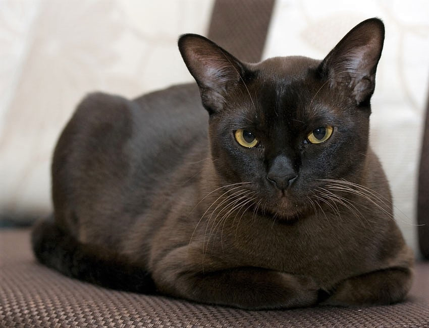 Everything You Need to Know About the Black Burmese Cat