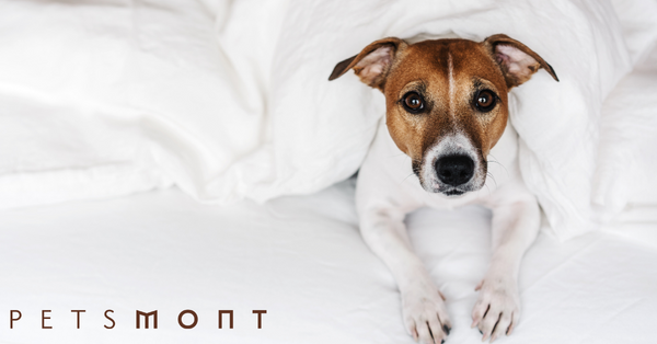Dogs and Fireworks: 5 Things You Need to Know to Protect Your Pet