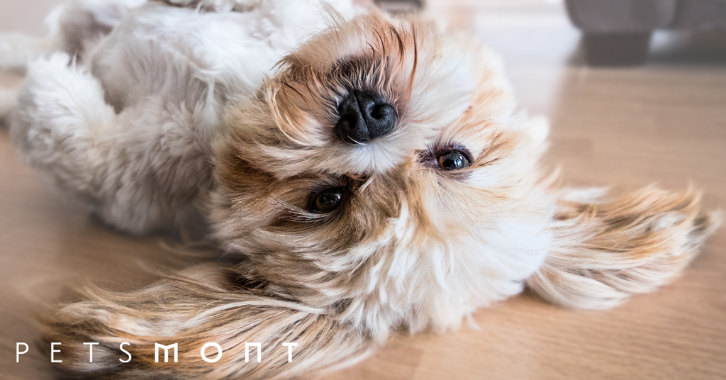 Lhasa apso food hot sale allergies