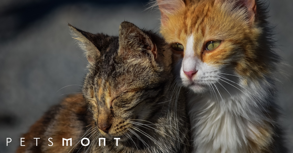 Heartworm in Cats: What You Need to Know to Protect Your Cat