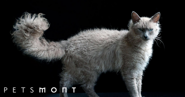 Do You Want a Curly Haired Cat? Here's How to Get One