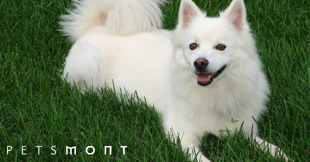 Cutest puppy hot sale american eskimo dog