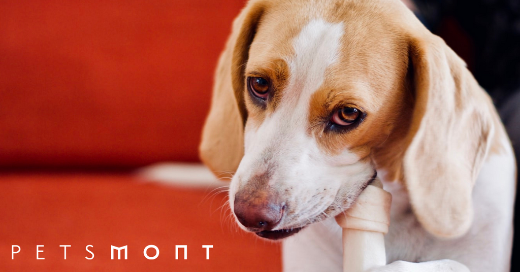 Tips to Finding the Best Puppy Food