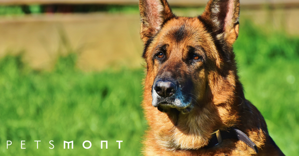 Best Guard Dogs for Families