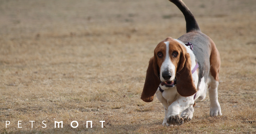 Basset Hound Rescue: All You Need to Know About Adopting These Precious Pups