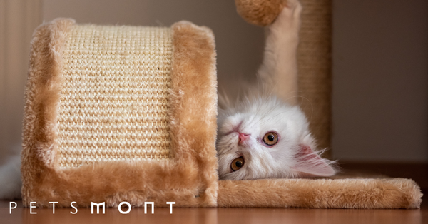 Here Are the Best Cat Toys for Your Feline Buddy