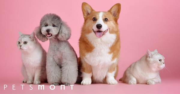 Best Dog Breeds for Cats: Creating a Happy Household for All Animals