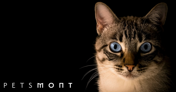 7 Cat Vaccinations You Need to Know