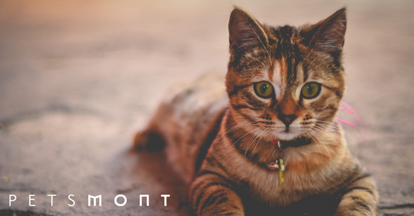 Here are Top 5 Cat Diseases You Should Know About