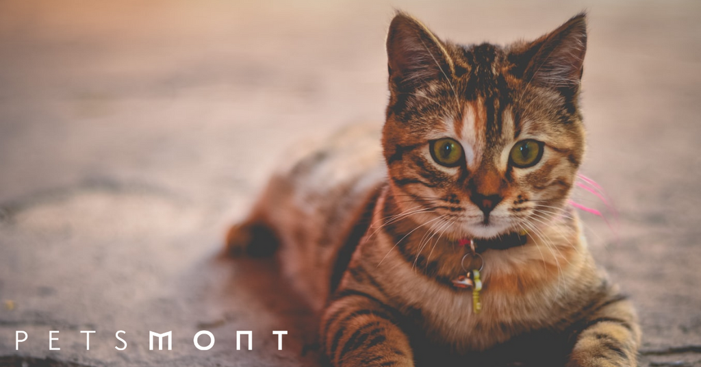 Here are Top 5 Cat Diseases You Should Know About