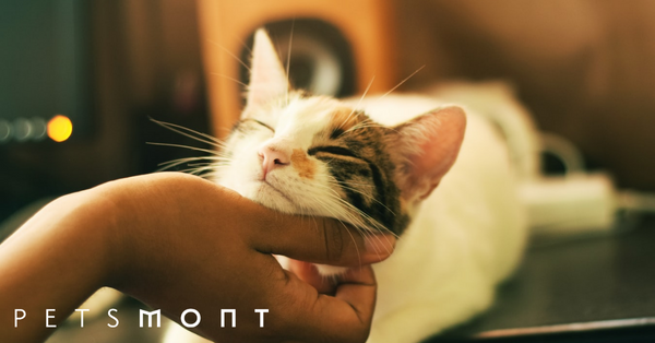 How Long Do Indoor Cats Live: Typical Life Expectancy