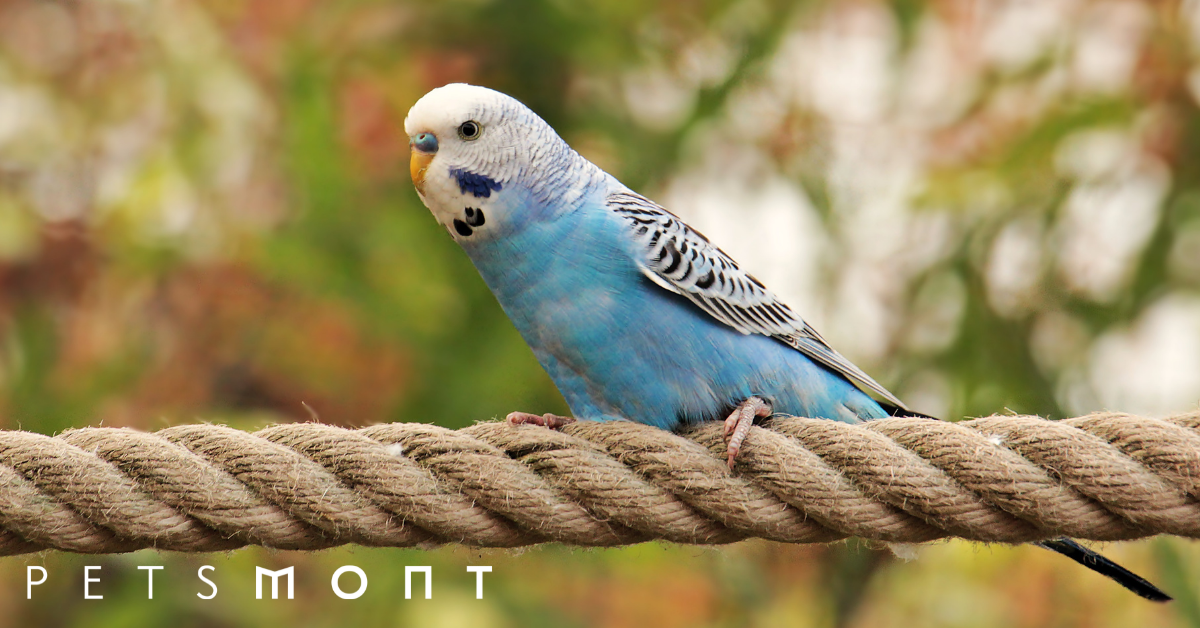 cute blue parakeets