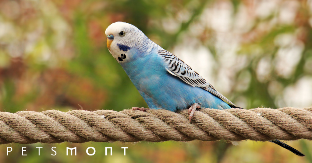 Blue hot sale budgie parakeet