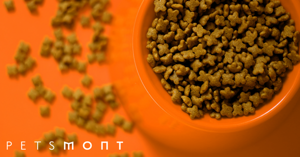5 Reasons To Use Organic Dog Food That You Need To Know