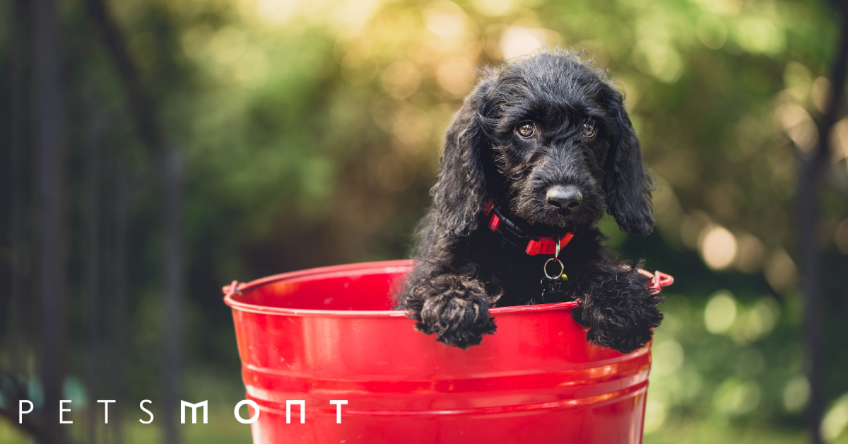 Why Dog Mental Health Benefits of Pets: Why Owning a Dog is Good for You – Petsmont
