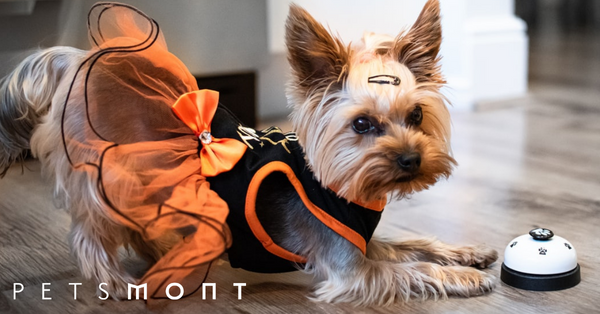 Three Easy Dog Tricks You Should Absolutely Teach Your Pet