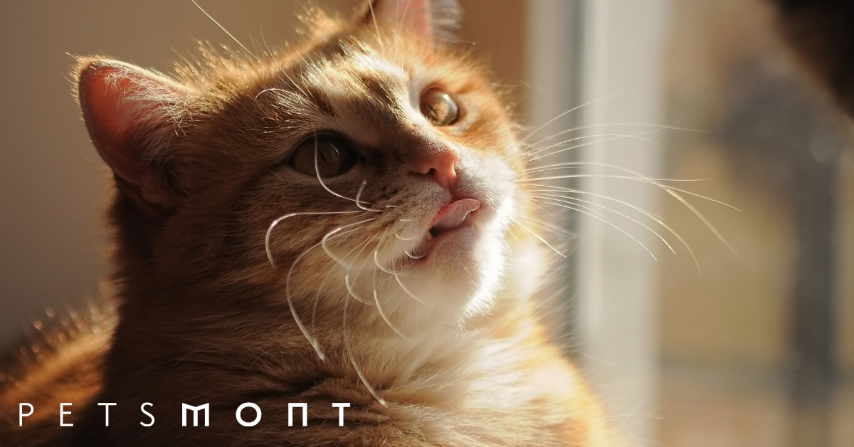 Why Do Cats Lick You Know These Cat Facts Petsmont