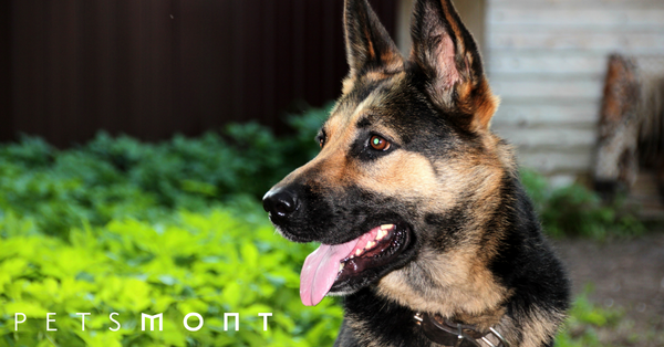 German Shepherd Temperament: What to Know