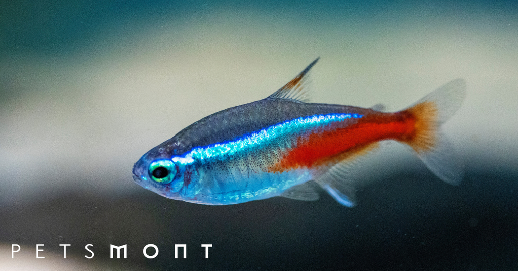 Tetra Fish: What to Know