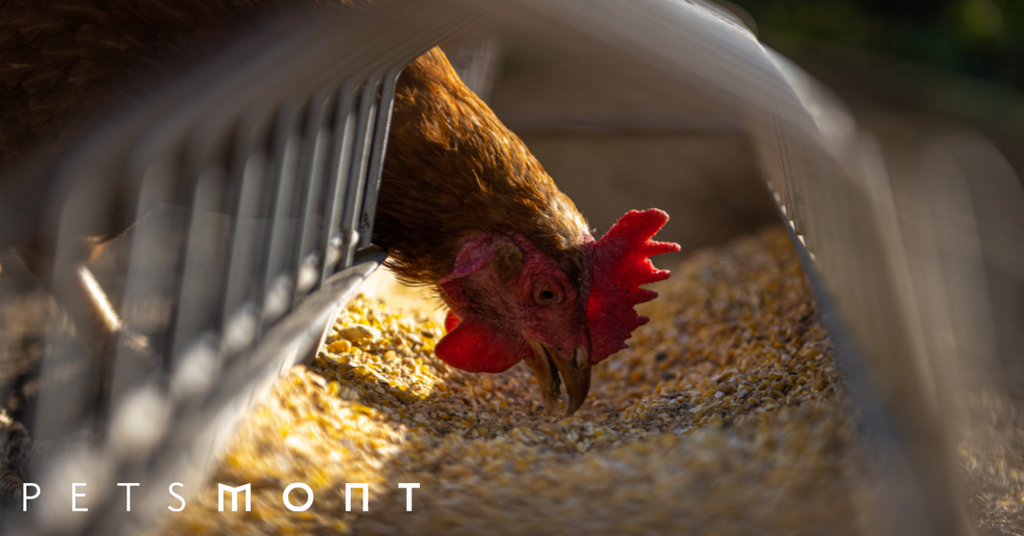 Everything You Need to Know About Organic Chicken Feed