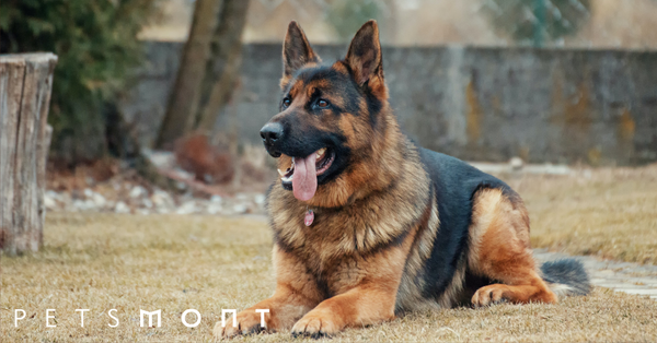 What Is The Best Dog Food For the German Shepherd?