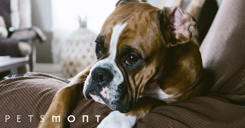 What Is The Best Dog Food For Boxers?
