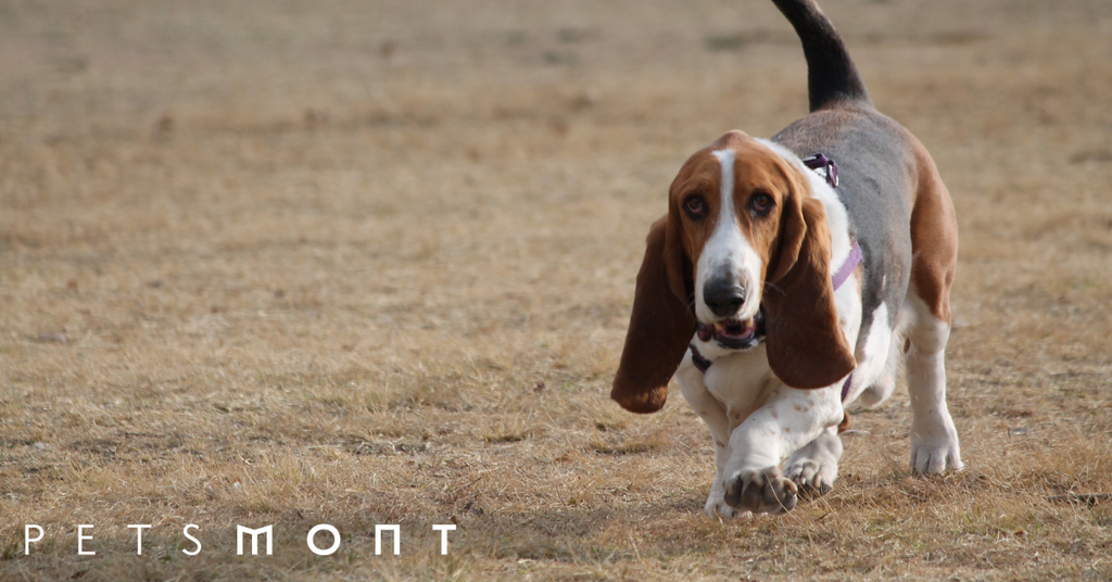 Small hotsell hound dogs