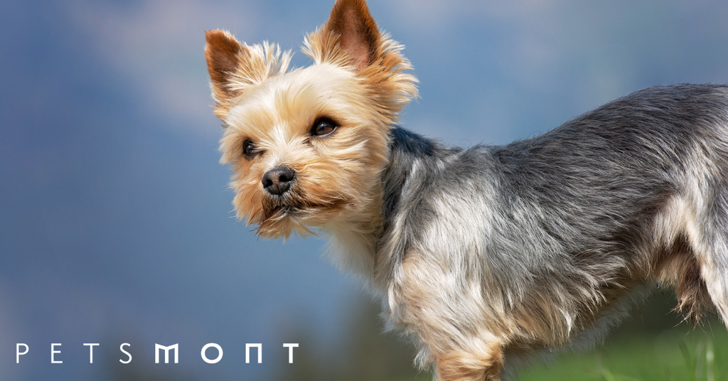 Taking care of a yorkie deals puppy