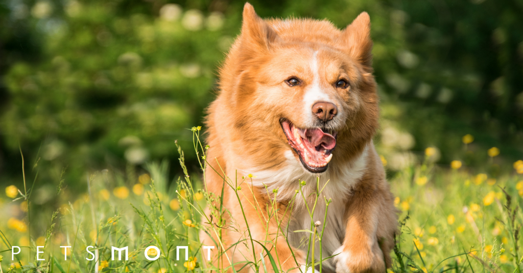 Joint Supplement for Dogs: How to Choose the Best One