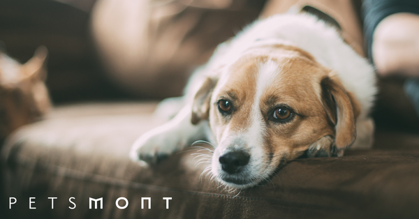 Dog Bite: What You Need to Know
