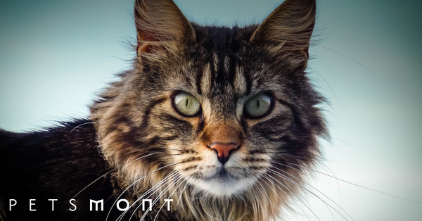 You Have to See These 5 Amazing Maine Coon Characteristics