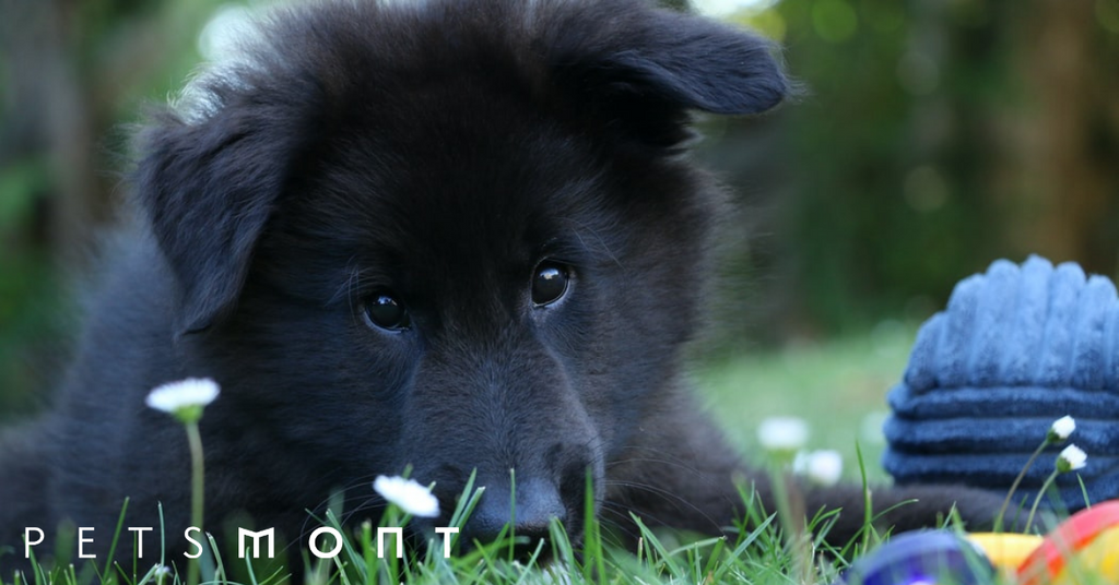 Care Tips for the Belgian Sheepdog