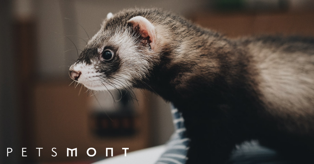 Are Ferrets Good Pets?