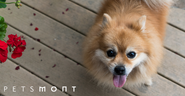 Dog Grooming at Home: See These 7 Tips For Success