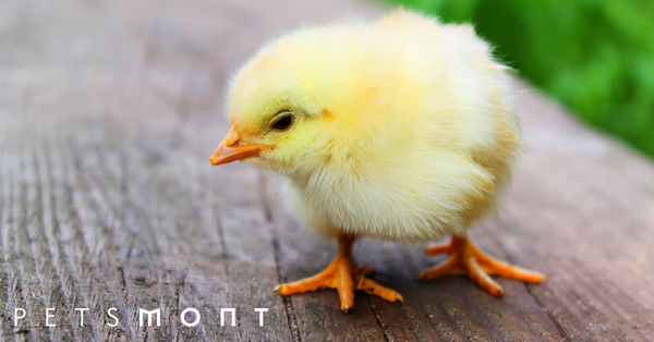 What to Feed Baby Chicks