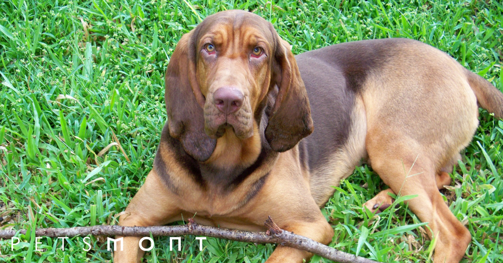 Bloodhound Dog: Get to Know this Hunting Dog