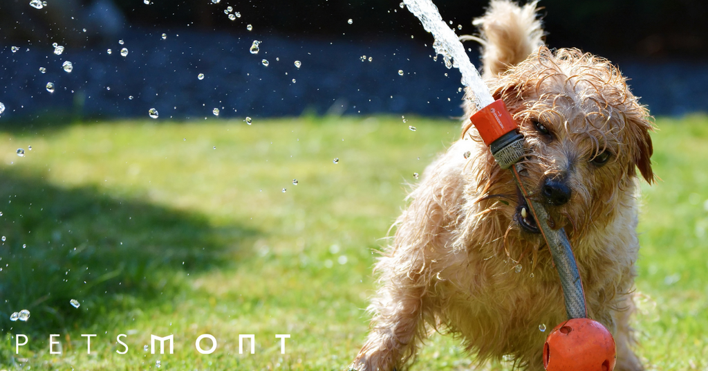 How to Keep Dogs Cool in Summer: 5 Ways You Need to Know