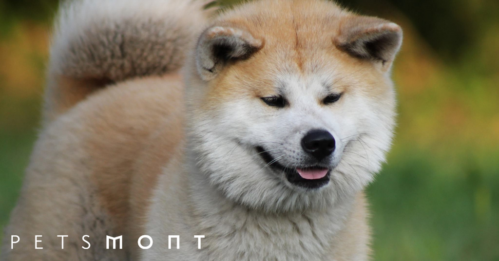 Shiba Inu vs Akita: Get to Know These Two Dogs