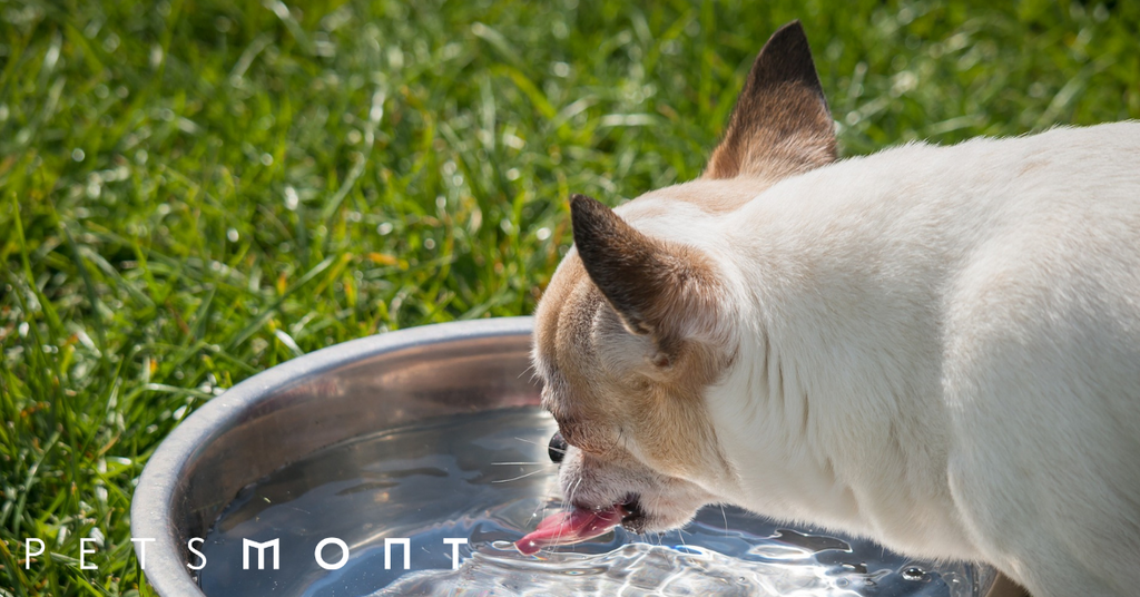 Pros and Cons of Using an Electric Pet Water Bowl
