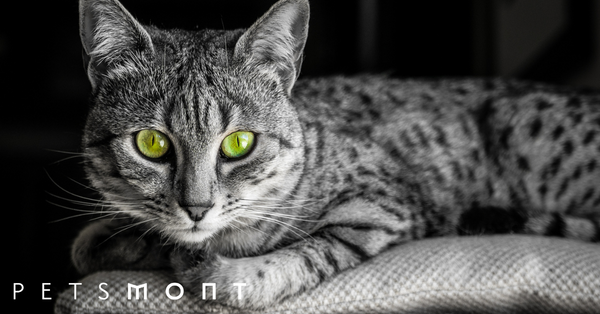 Traits and Facts of the Egyptian Mau Cat