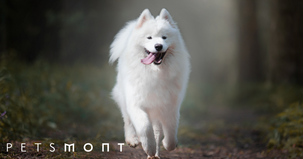 Samoyed Dog Temperament: What You Should Know