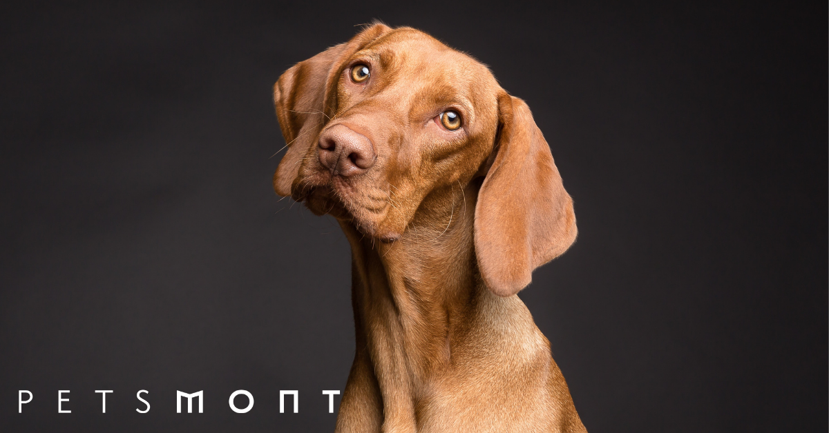 2020's Most Popular Pet Industry Trends Petsmont