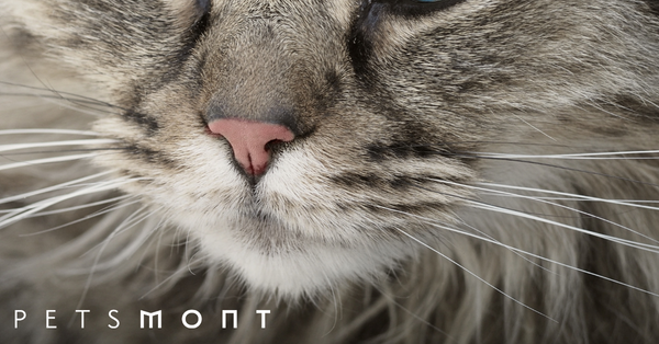 What Are Cat Whiskers For?