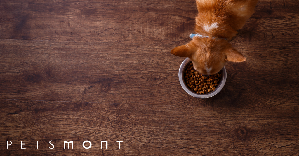 Natural Diet for Dogs: How to Supplement It