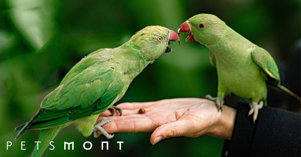 A Bird's Brain: Why They're Highly Intelligent